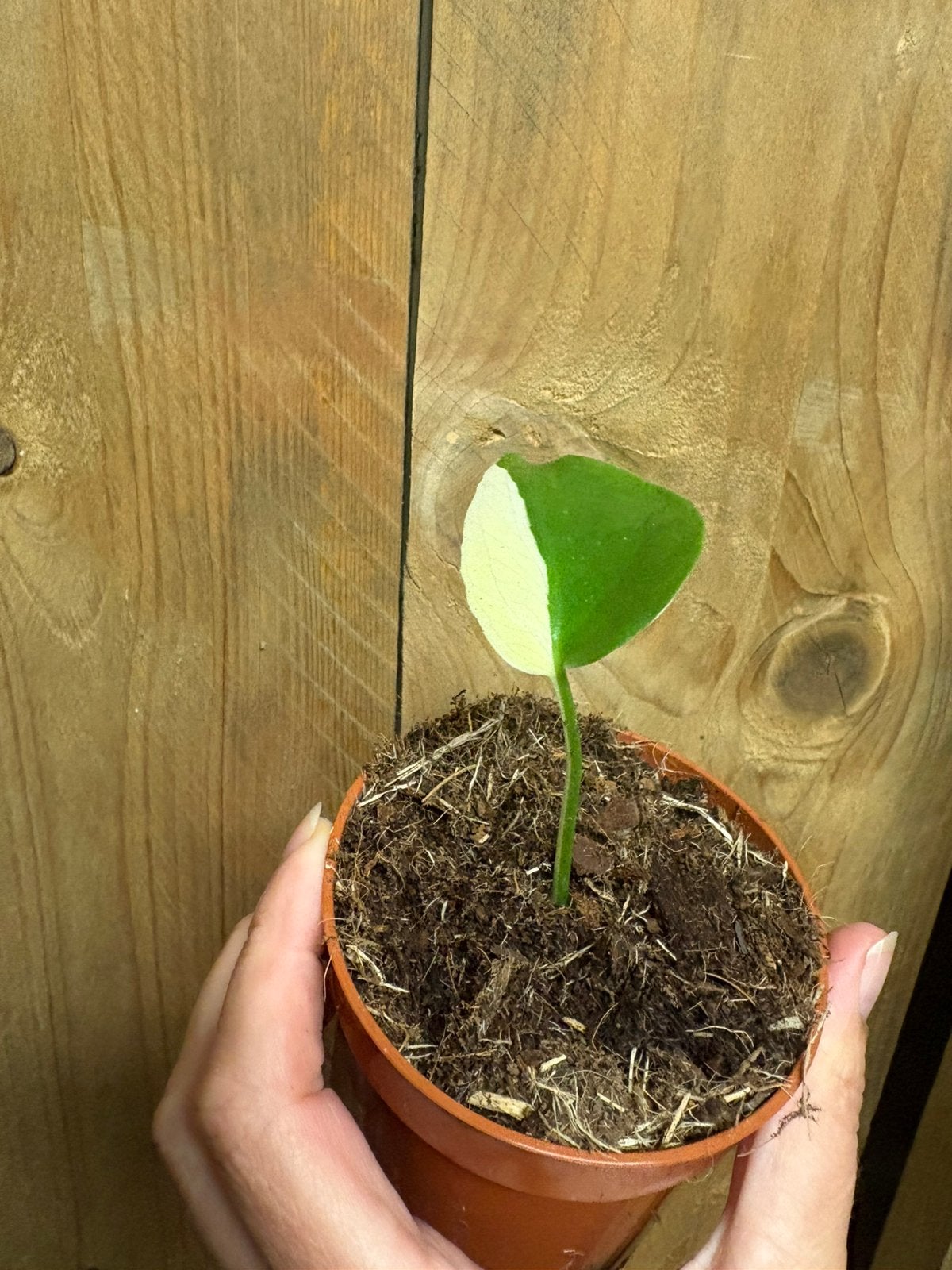 Monstera deliciosa variegata plant albo white wit cream, Huis en Inrichting, Kamerplanten, Ophalen of Verzenden, Halfschaduw, Minder dan 100 cm