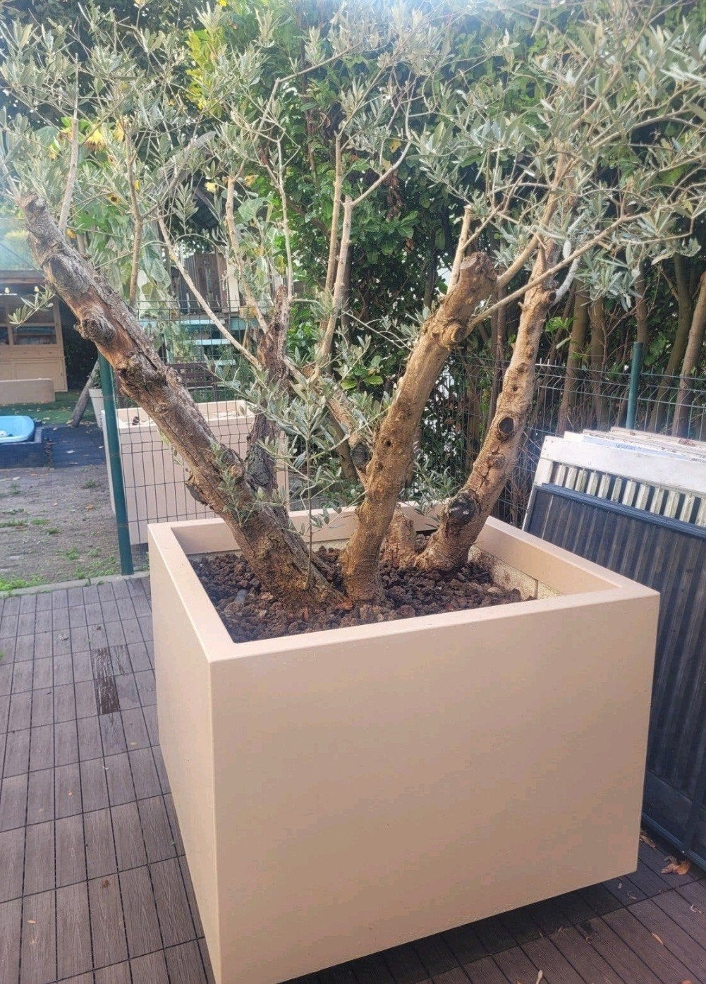 olijfboom met bak, Ophalen, Kunststof, Rond, 60 cm of meer