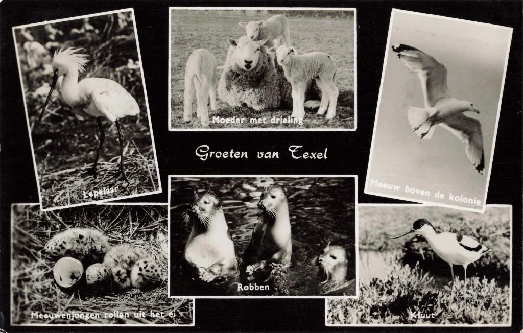 Texel Lepelaar Kluut Schaap Meeuw Zeehond OM159, Verzamelen, Ophalen, 1960 tot 1980, Gelopen, Waddeneilanden