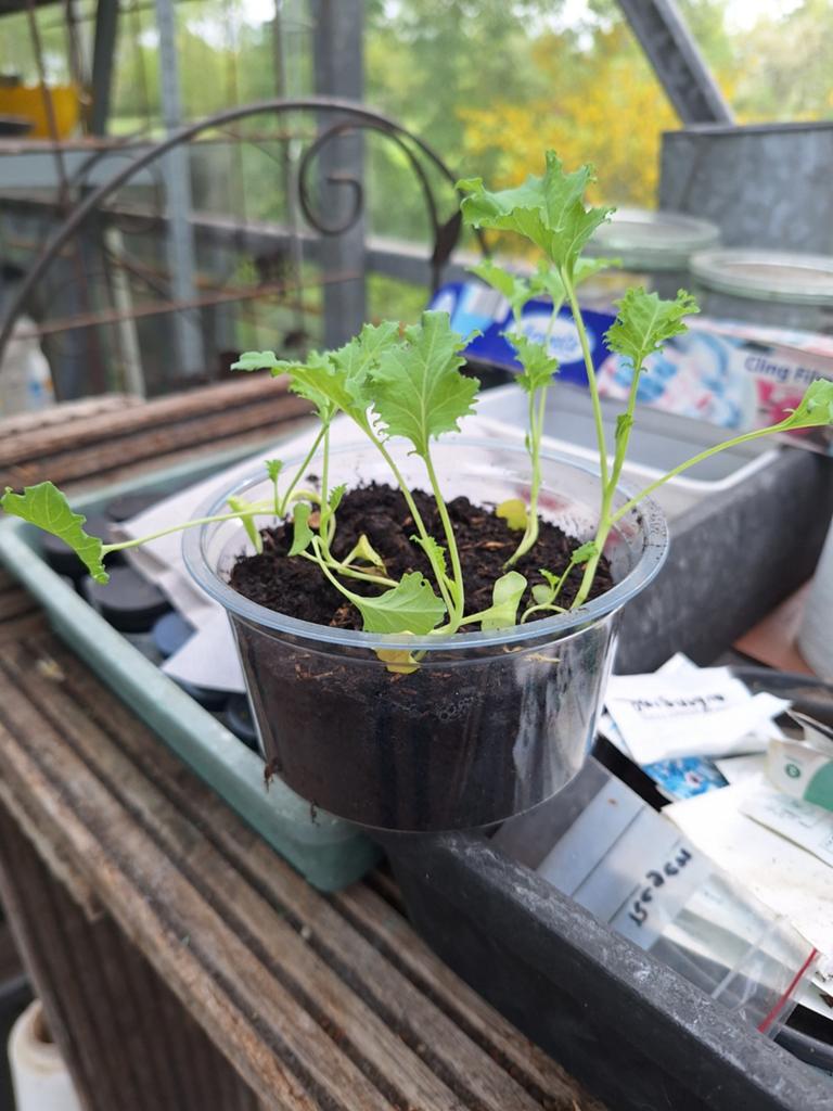Boerenkool plantjes, Tuin en Terras, Ophalen of Verzenden, Eenjarig, Groenteplanten, Volle zon