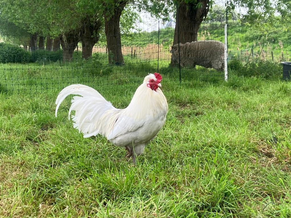 Broedeieren Easter Egger (groenlegger), Dieren en Toebehoren, Geslacht onbekend, Kip