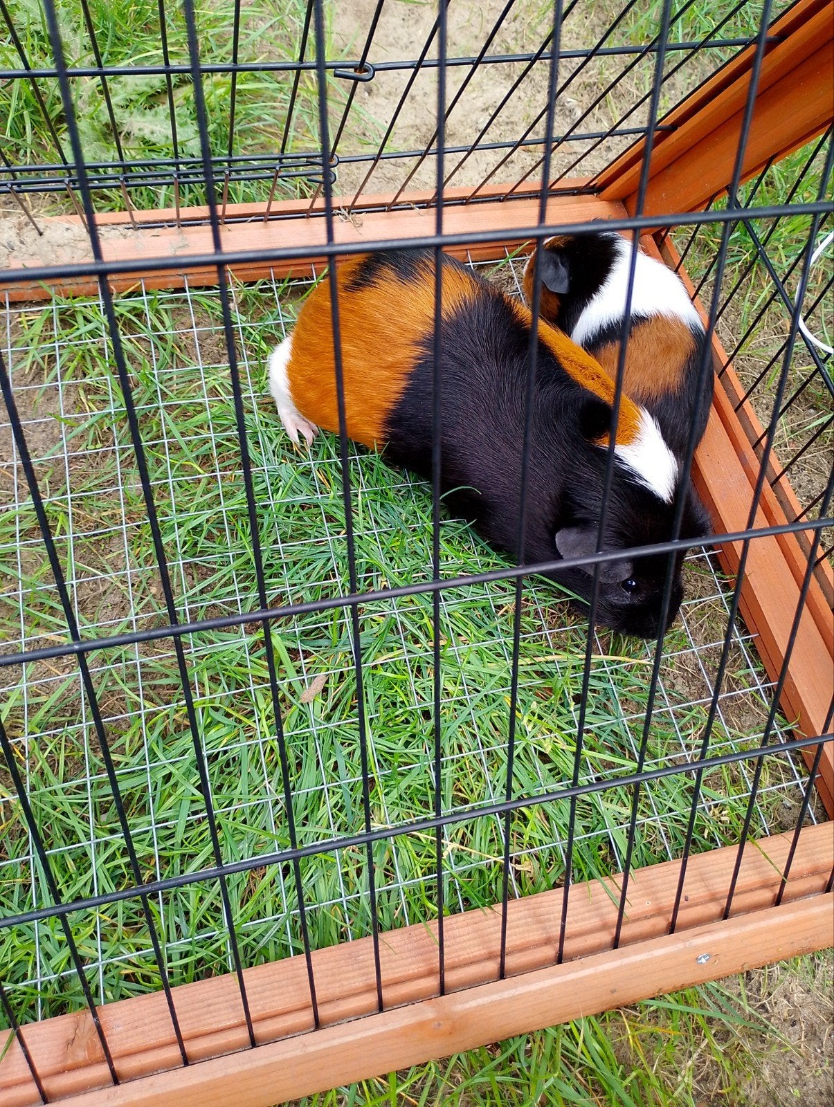 2 lieve cavia's, Juli, Mannelijk, Cavia