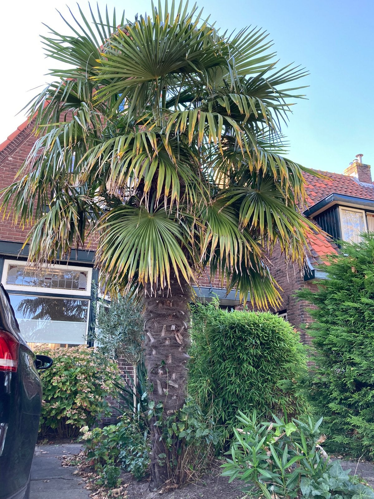 Prachtige palm, Ophalen, Vaste plant, Overige soorten, Volle zon
