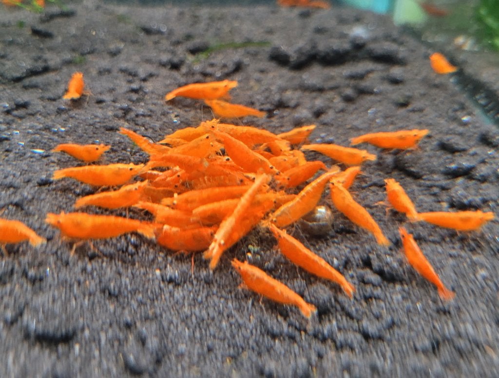 Orange Sakura garnalen high grade Wonesdag 21 okt 12/20uur, Kreeft, Krab of Garnaal, Zoetwatervis, Schoolvis