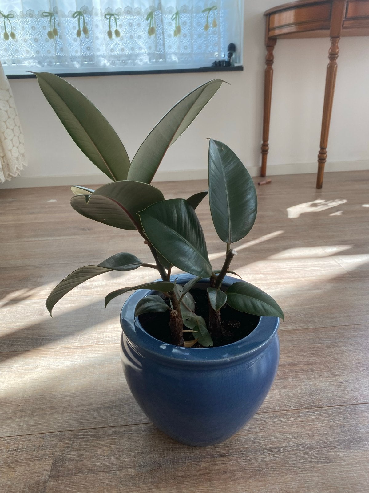 Ficus Elastica (Rubberplant) in blauwe pot, Ophalen, Ficus, Halfschaduw, In pot
