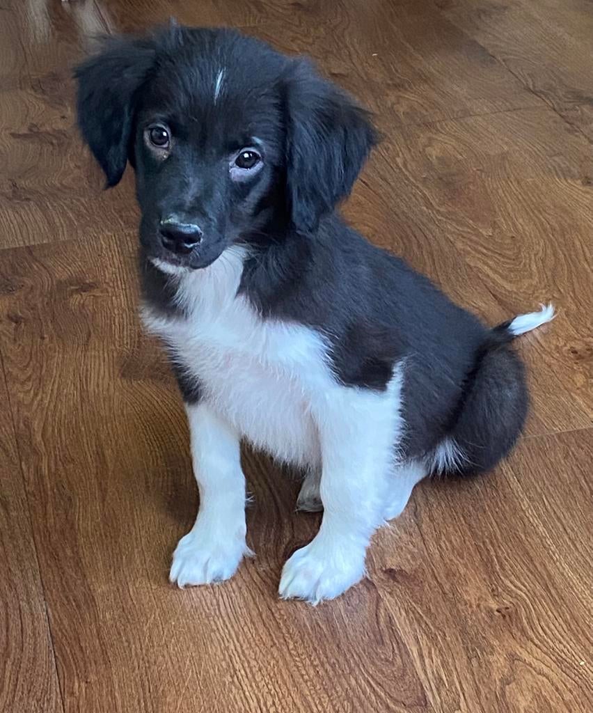 Hele vrolijke en speelse BORDER COLLIE x FRIES STABIJ pups, Parvo, Nederland, 8 tot 15 weken, Meerdere