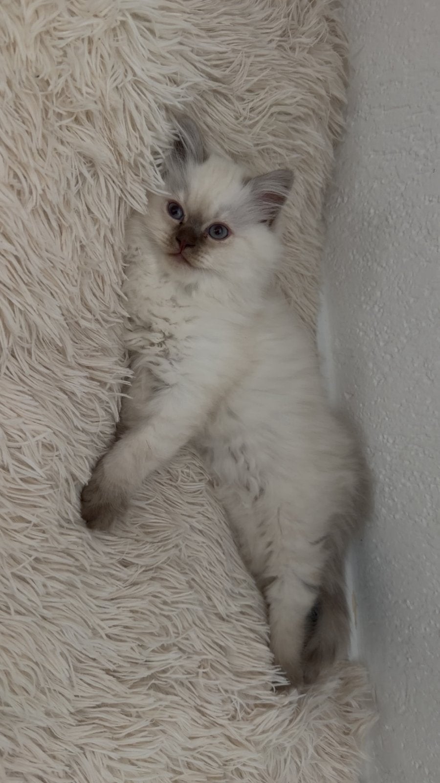 3 Brits Langhaar kittens cattery in Roermond, Dieren en Toebehoren, Katten en Kittens | Overige Katten, Meerdere dieren