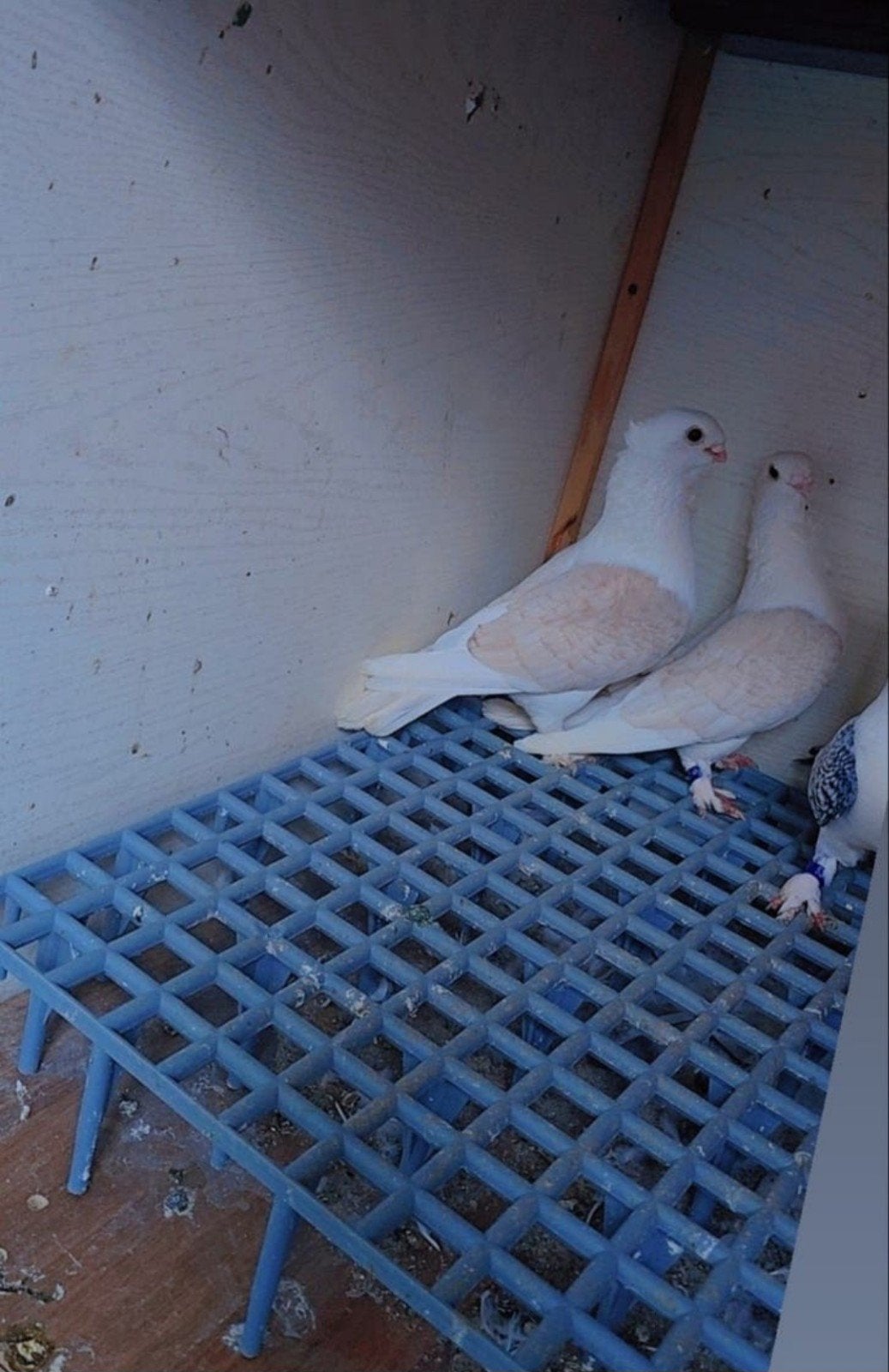 Duiven te koop, Dieren en Toebehoren