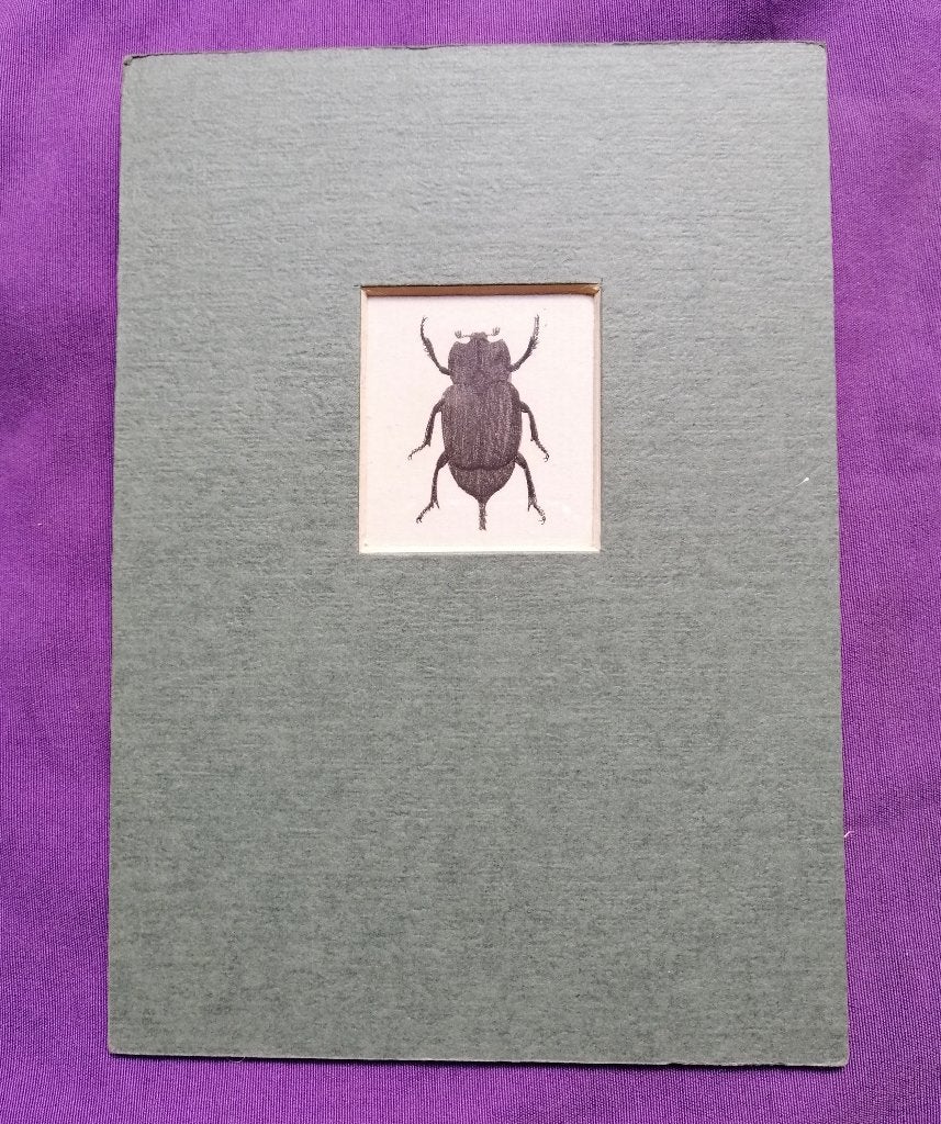 Franse kopergravure insect -Entomologie prent - 1799, Gravure, Flora en Fauna, 1700 - 1799, Handgekleurd