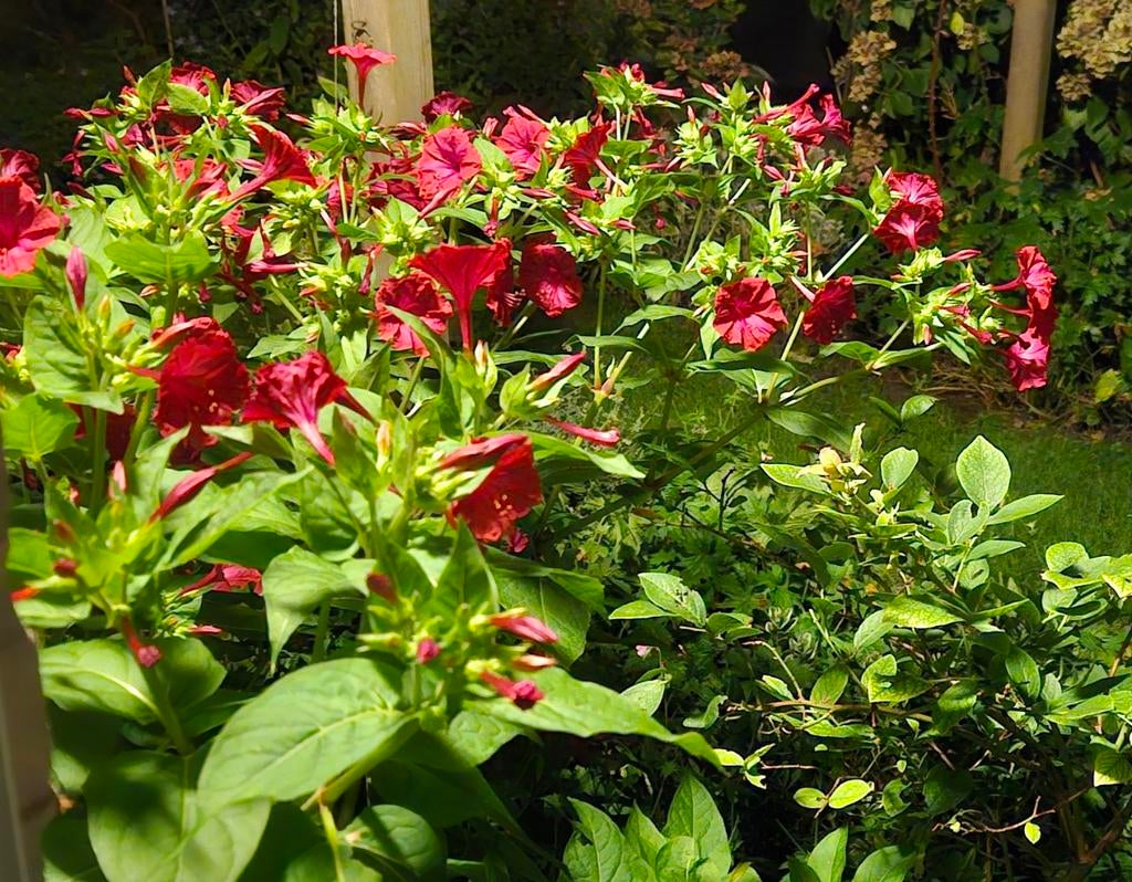 Zaden van mirabilis jalapa (nachtschone), Ophalen of Verzenden, Eenjarig, Overige soorten, Volle zon