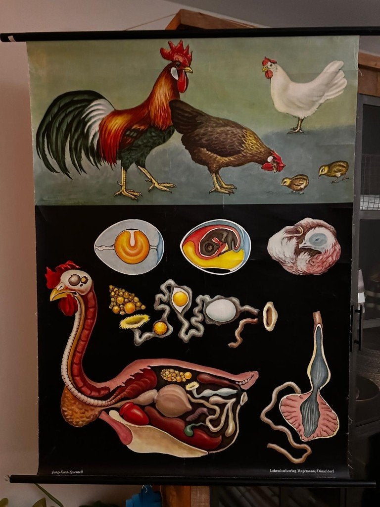Kip en haan (Jung en Koch), Ophalen of Verzenden, Natuur en Biologie