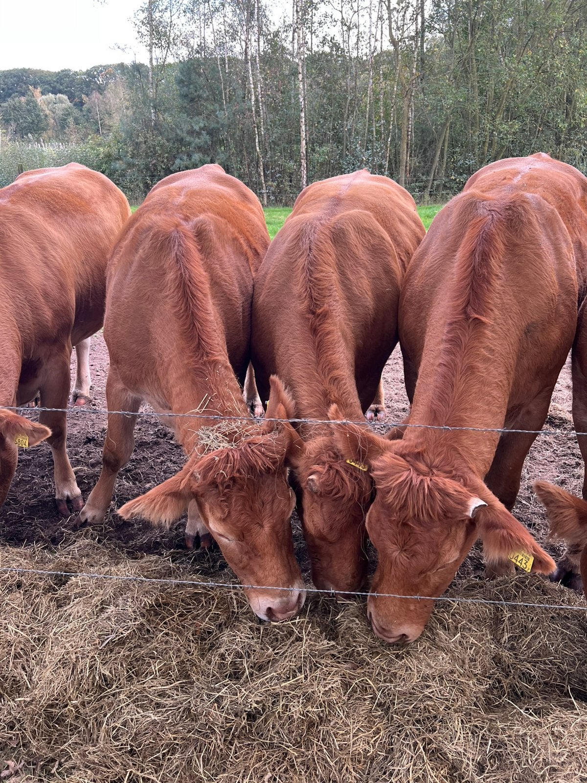 Limousin Vaarsen, Vrouwelijk, 3 tot 6 jaar