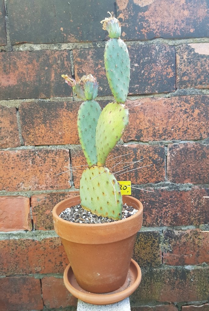 Schijfcactus, Ophalen, Minder dan 100 cm, Volle zon, In pot