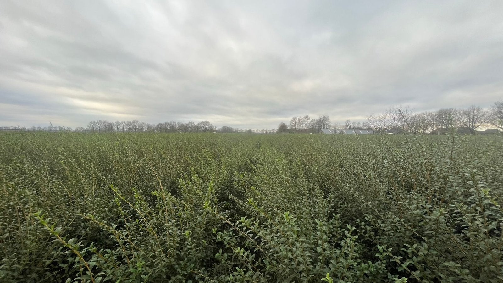 Osmanthus burkwoodii - Groenblijvend / Verschillende maten, Tuin en Terras, Ophalen of Verzenden, Overige soorten