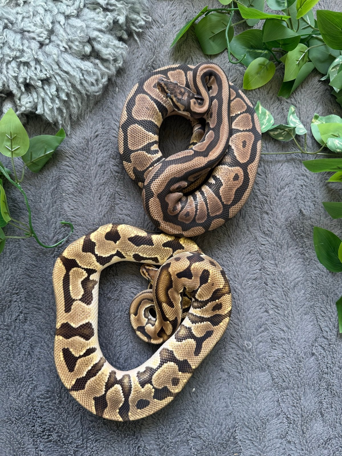 Ball Python 1.1 Puzzle Pair 2024 Ball Python - male for sale from Qmi