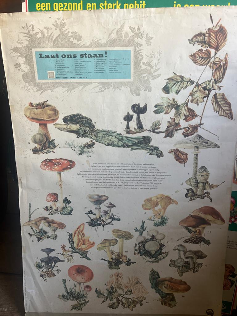 Vintage Paddenstoelen Poster - Natuurbeschermingsplaat, Antiek en Kunst, Antiek | Schoolplaten, Ophalen of Verzenden, Natuur en Biologie