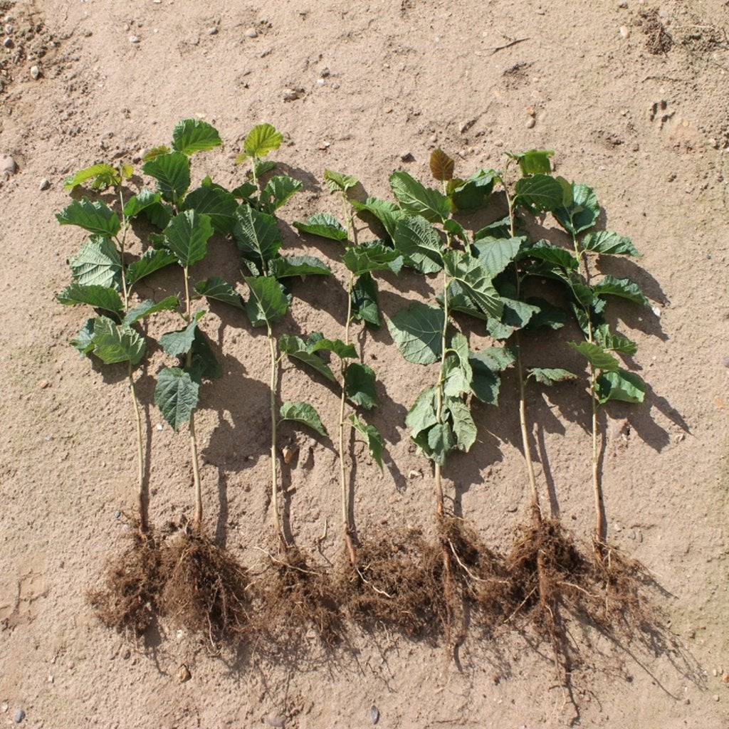 Corylus avellana Hazelaar 40/60cm t/m 100/125cm, Ophalen, Overige soorten, Struik, 100 tot 250 cm