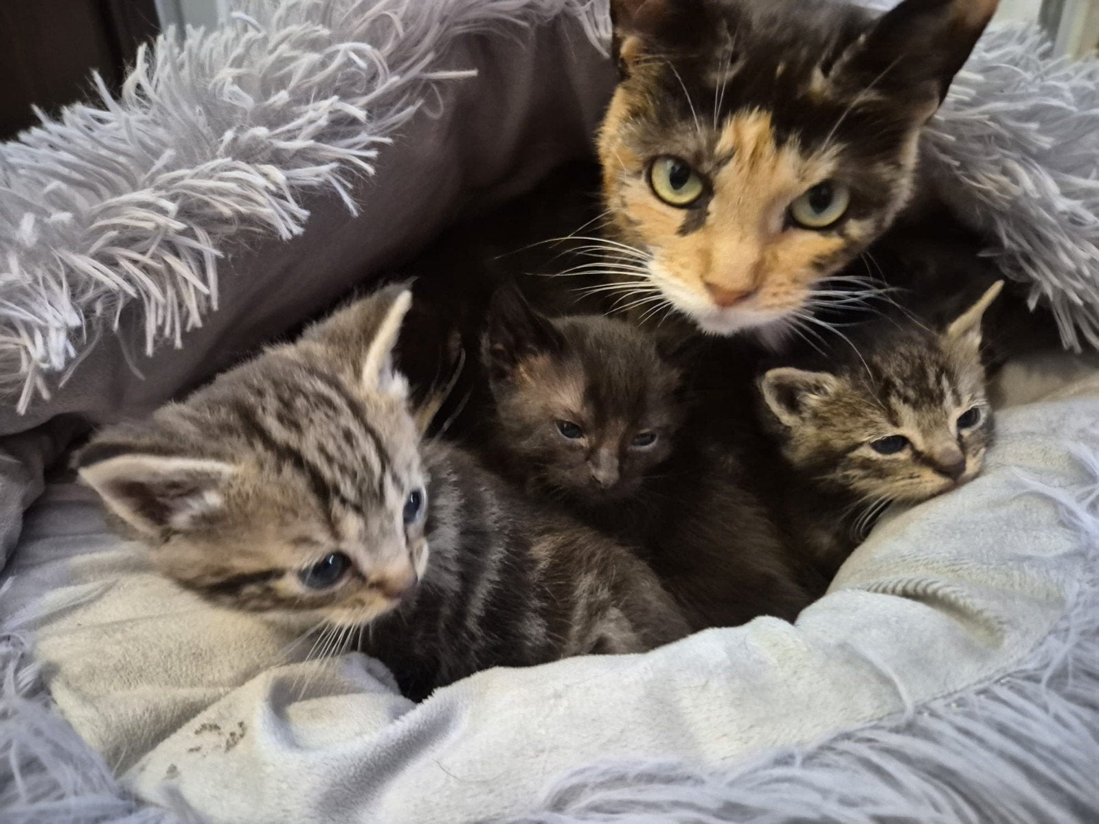 kittens, Meerdere dieren