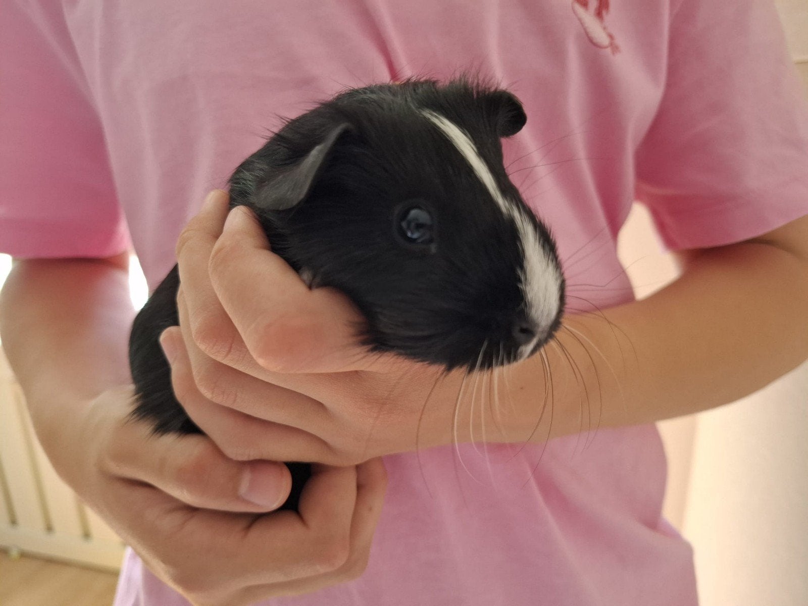 Jonge cavia's 3 weken, Cavia, Mei, Meerdere dieren, Tam