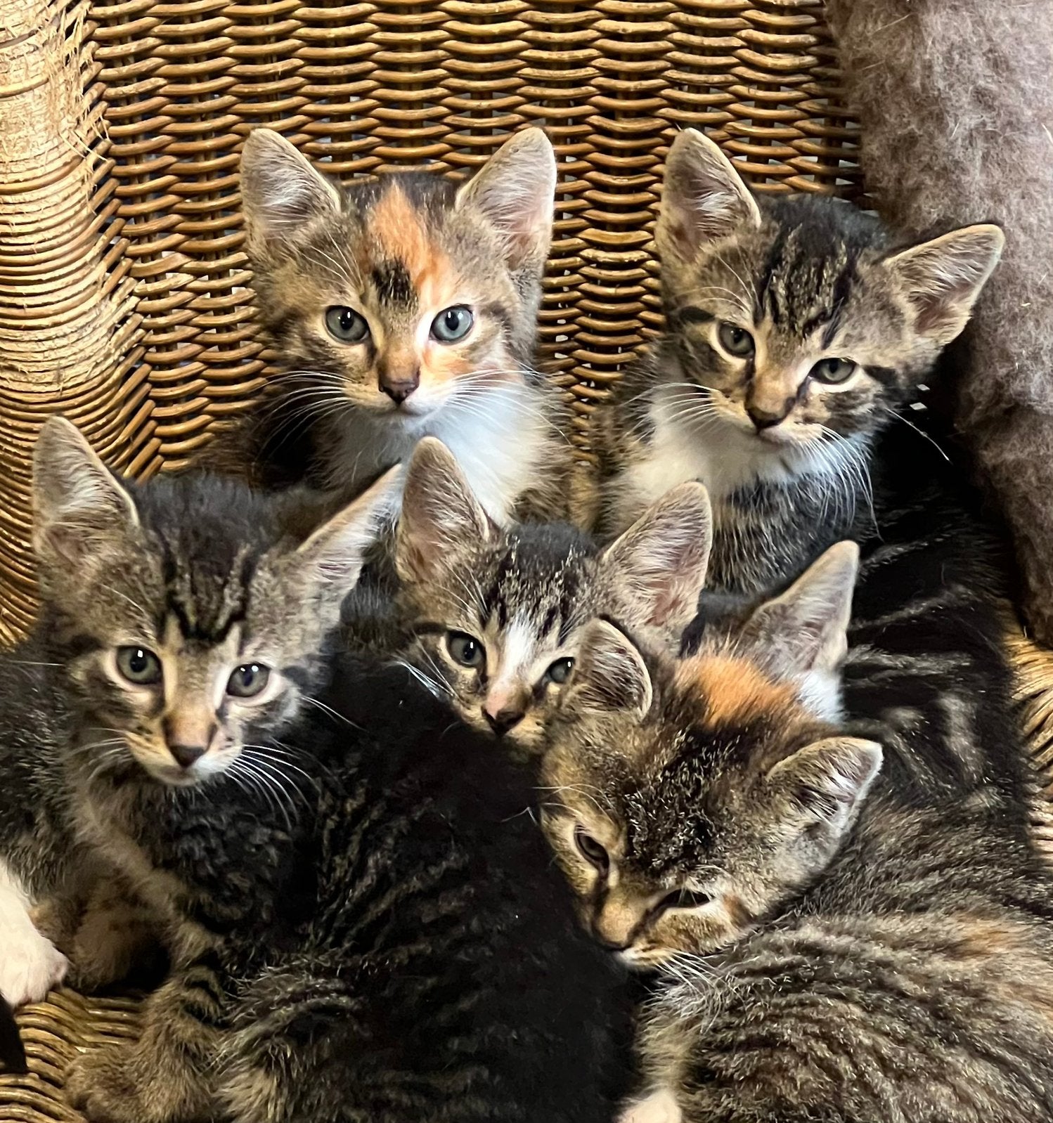 Zeer mooi aanhankelijke kittens in tijger driekleur cypers, Dieren en Toebehoren, Katten en Kittens | Overige Katten, Meerdere dieren