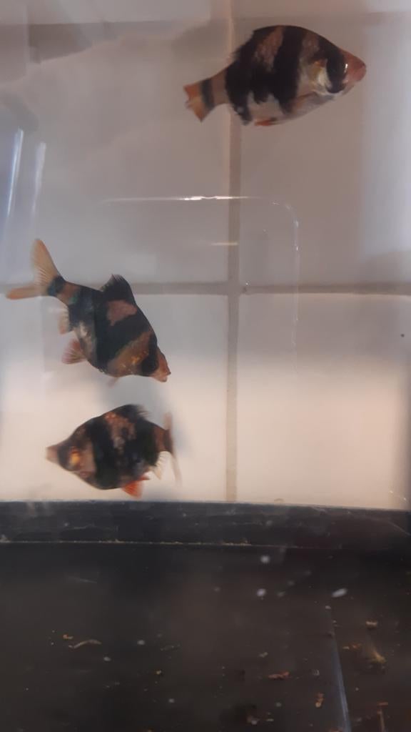 3 sumatranen 4/5 cm, Vis, Zoetwatervis