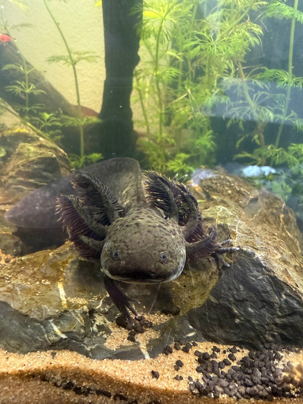 Baby axolotl, Dieren en Toebehoren, Overige typen, Zoetwatervis
