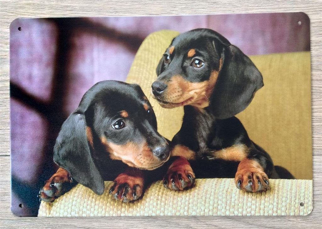 Dachshund Puppy\'s Teckel Metalen Wandbord Poster, Verzenden, Nieuw