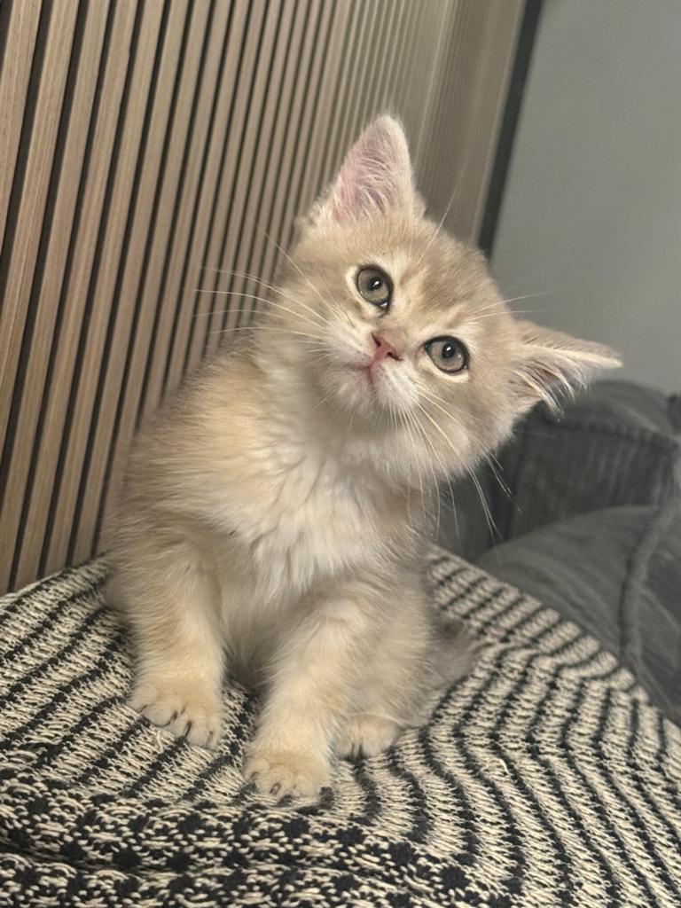 British Golden Shorthair X Persian, Poes