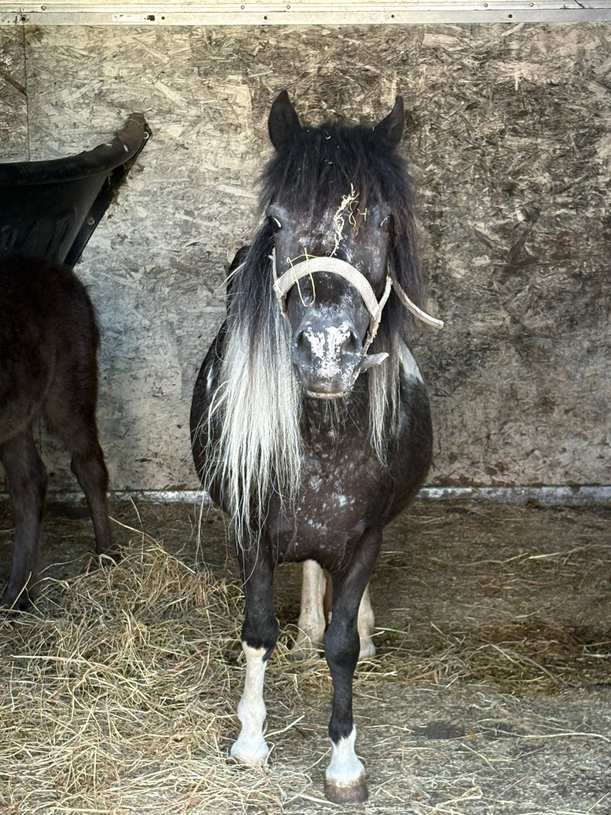 Mini paardje merrie, Dieren en Toebehoren, Pony's, Merrie, A pony (tot 1.17m)