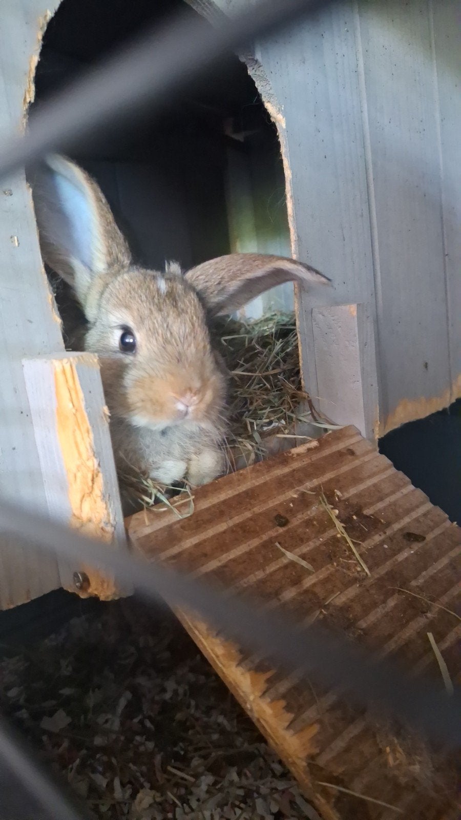 Baby konijntje, Dwerg