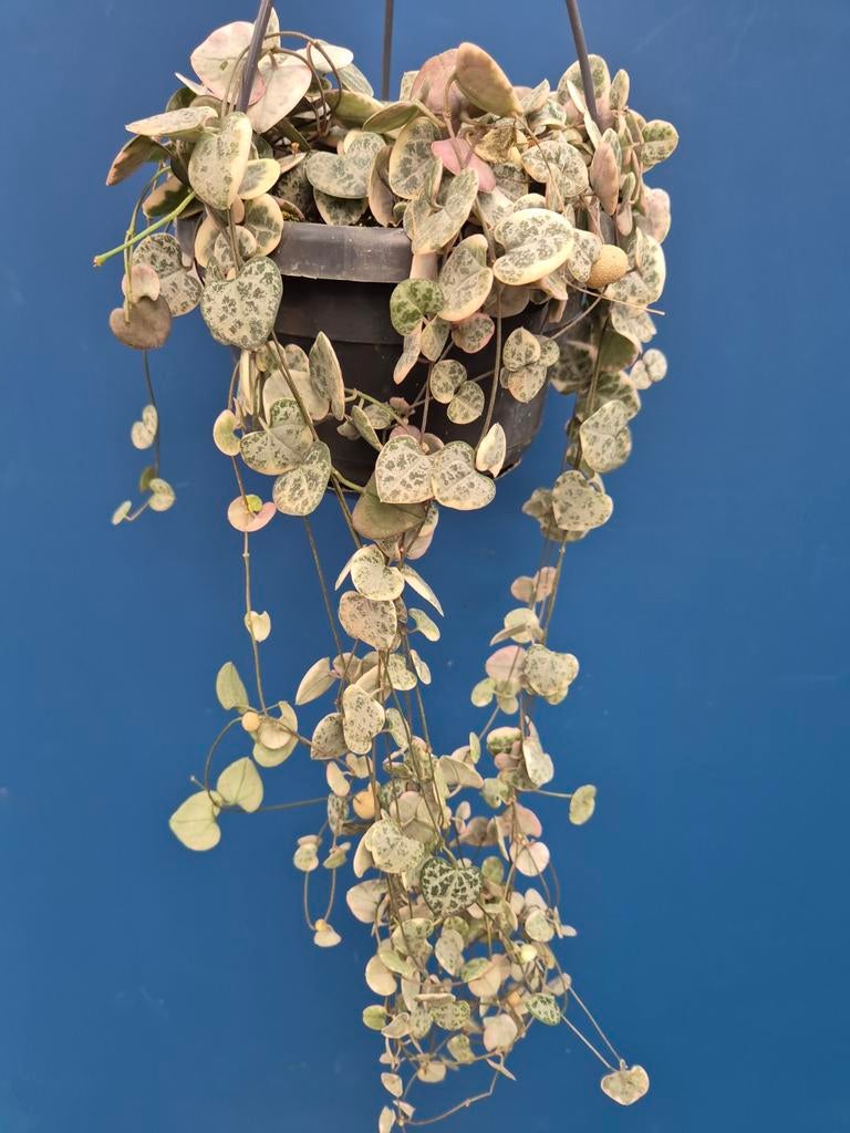 Ceropegia Variegata p14, Ophalen of Verzenden, Halfschaduw, Minder dan 100 cm