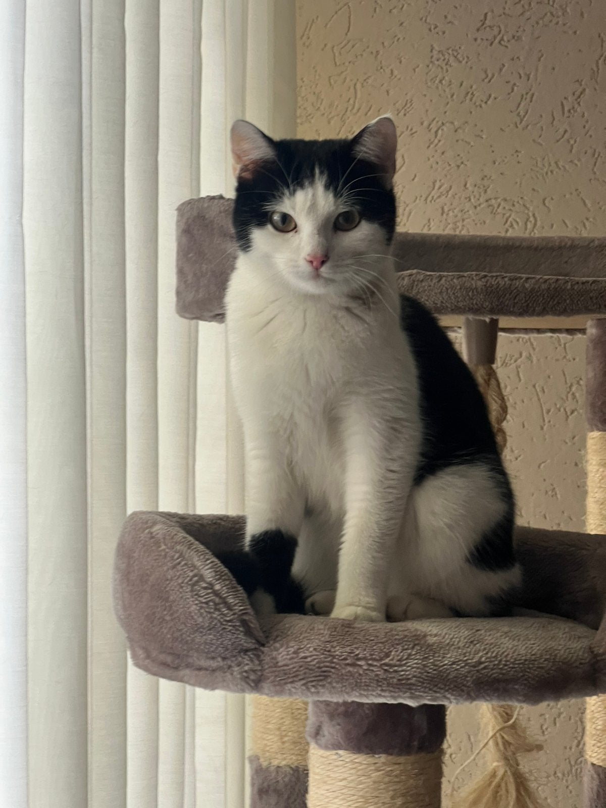 LIEF EN AANHANKELIJK KITTEN ZOEKT EEN WARM THUISJE ️, Dieren en Toebehoren, Poes, Kortharig, 0 tot 2 jaar
