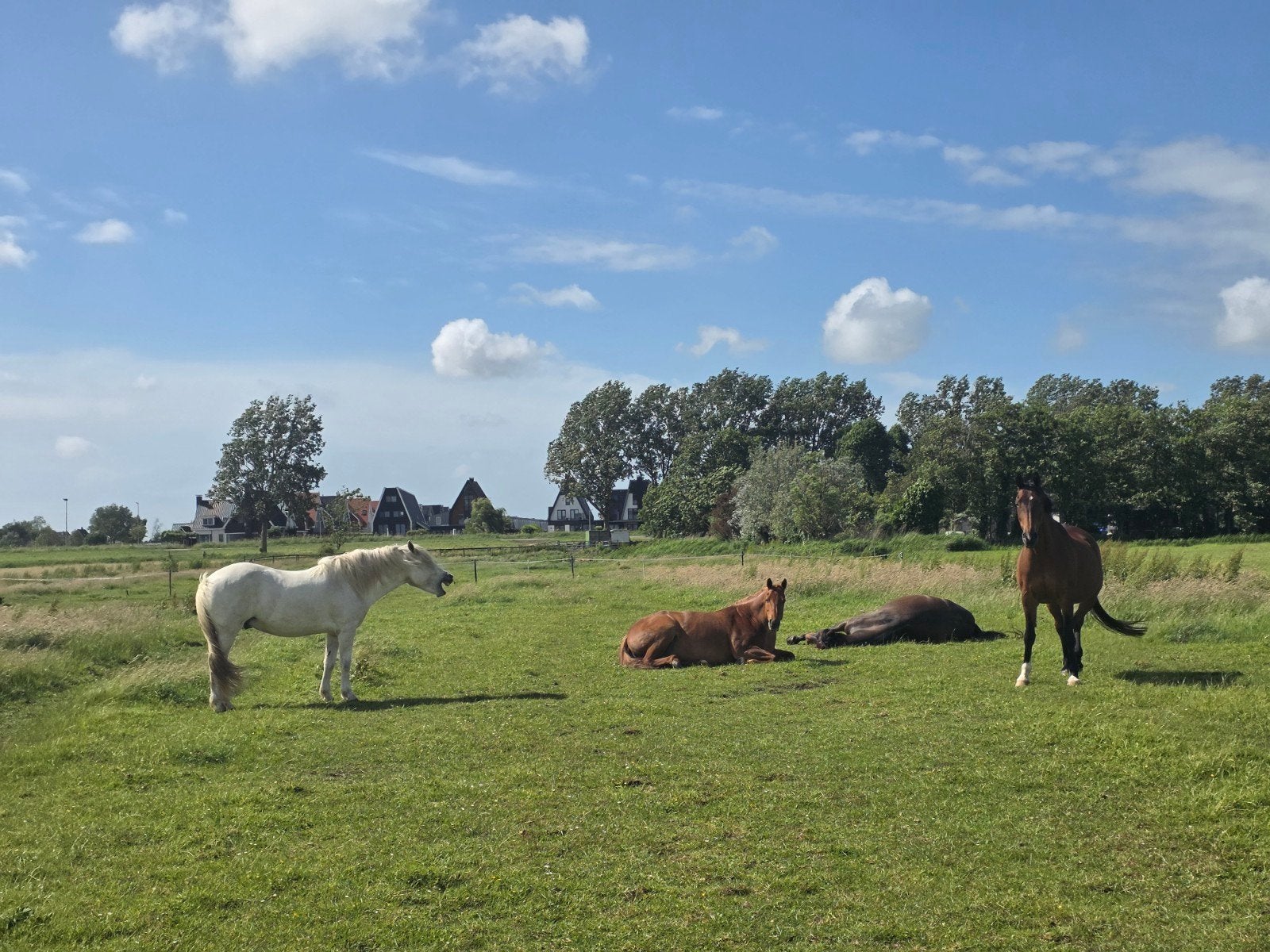 Groepshuisvesting voor 2 paarden aangeboden, Dieren en Toebehoren, Weidegang