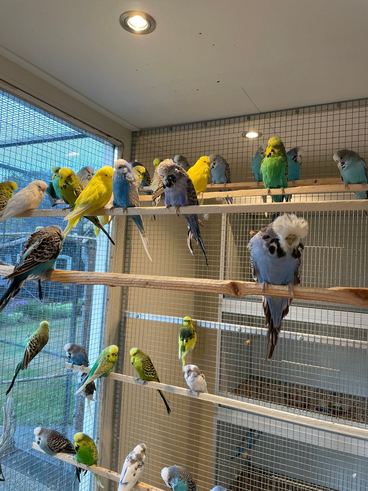 Engelse grasparkieten van goede kwaliteit., Dieren en Toebehoren, Vogels | Parkieten en Papegaaien, Meerdere dieren, Parkiet, Tam