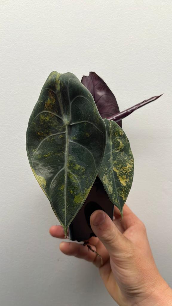 Alocasia Sedenii Aurea Variegata - Zeldzame Kamerplant #4, Huis en Inrichting, Kamerplanten, Overige soorten, Minder dan 100 cm