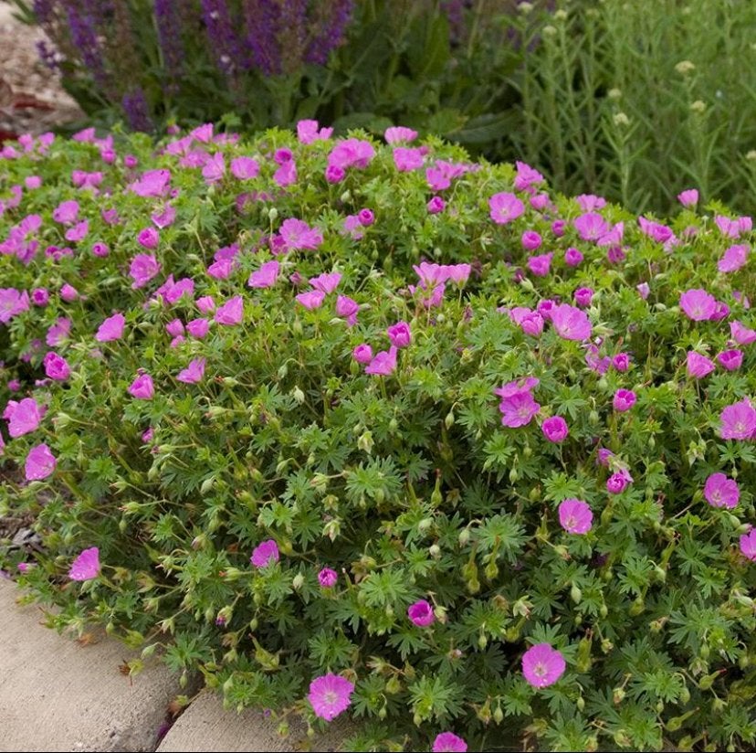 Geranium S. Max Frei - Chemievrij - Staffelkorting!! P9, Tuin en Terras, Overige soorten, Volle zon, Vaste plant, Ophalen of Verzenden