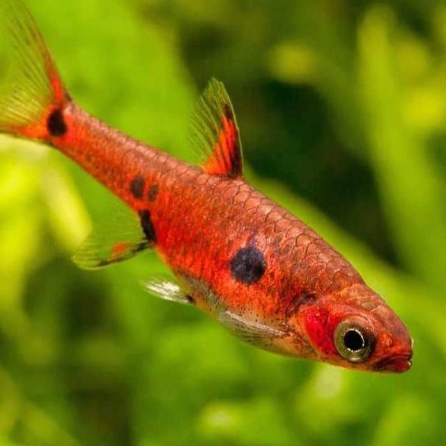 Boraras maculata, Dieren en Toebehoren, Vissen | Aquariumvissen, Vis, Zoetwatervis, Schoolvis