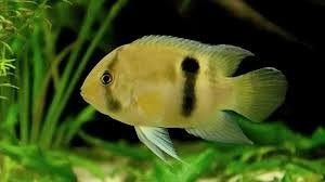 Cleithracara maroni, Vis