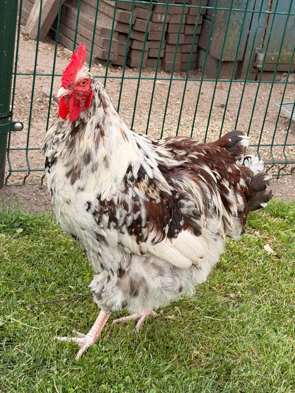 Prachtige Orpington haan porselein ( Groot! geen kriel ), Dieren en Toebehoren, Pluimvee, Mannelijk, Kip