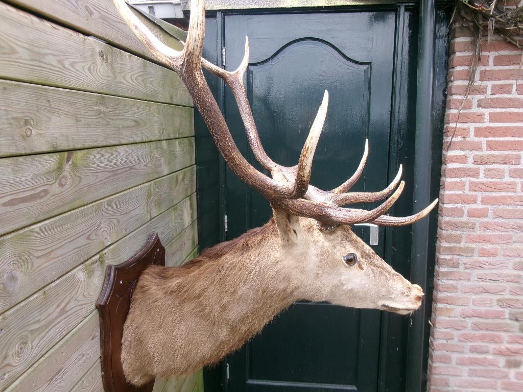 Schitterend heel groot opgezet edelhert met groot gewei, Verzamelen, Dierenverzamelingen, Ophalen, Zo goed als nieuw, Hert, Opgezet dier