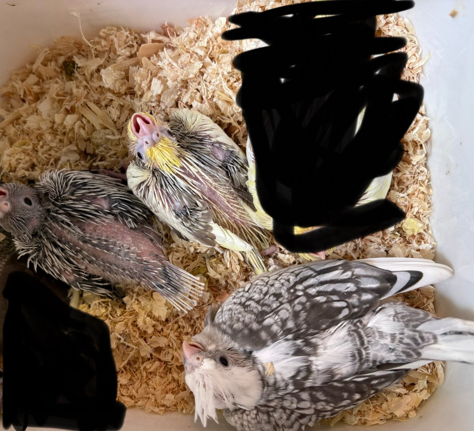 Tam maken Valkparkiet, Meerdere dieren, Parkiet, Tam