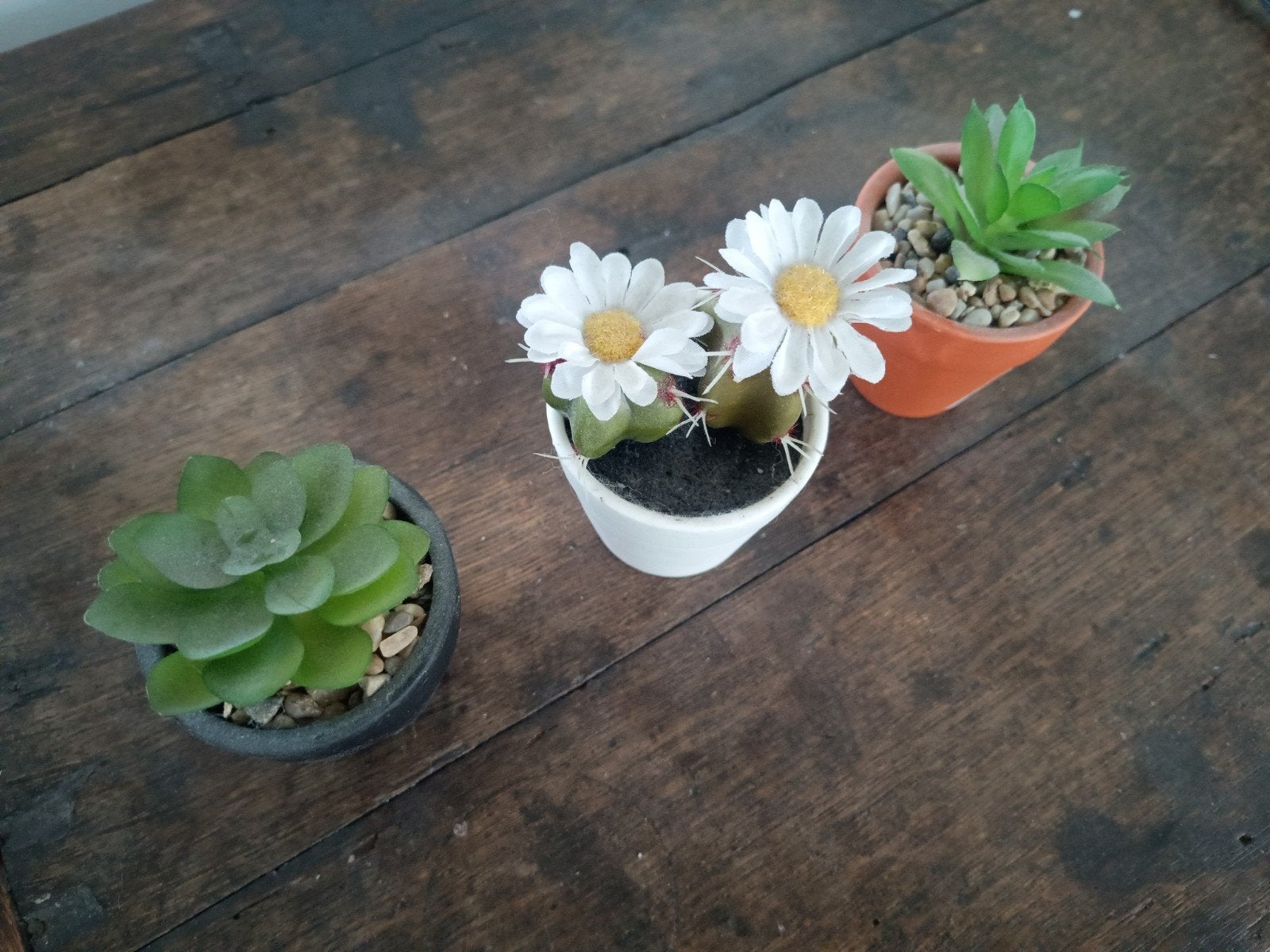 Set van 3 kunstplantjes: cactussen en vetplanten, Ophalen