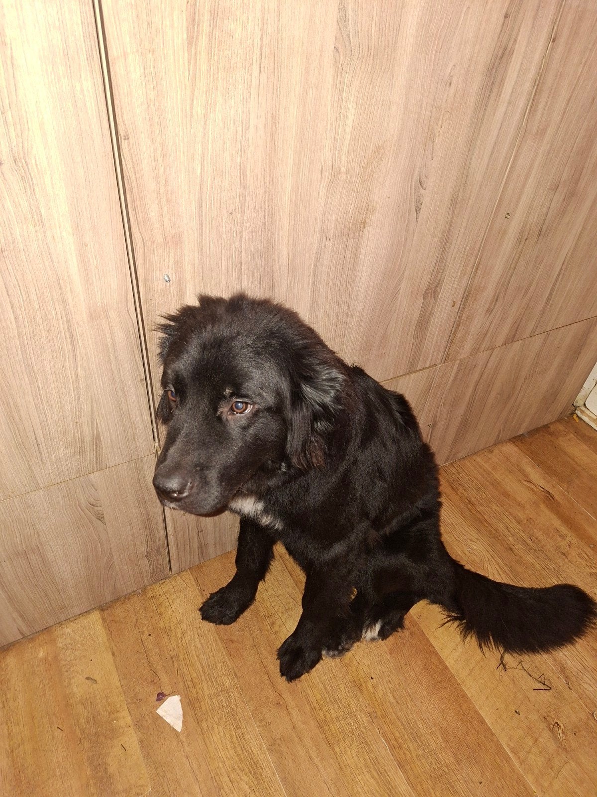 Lieve newfoundlander kruising zoekt nieuwe huisje, Parvo, 15 weken tot 1 jaar, Overige rassen, Teef