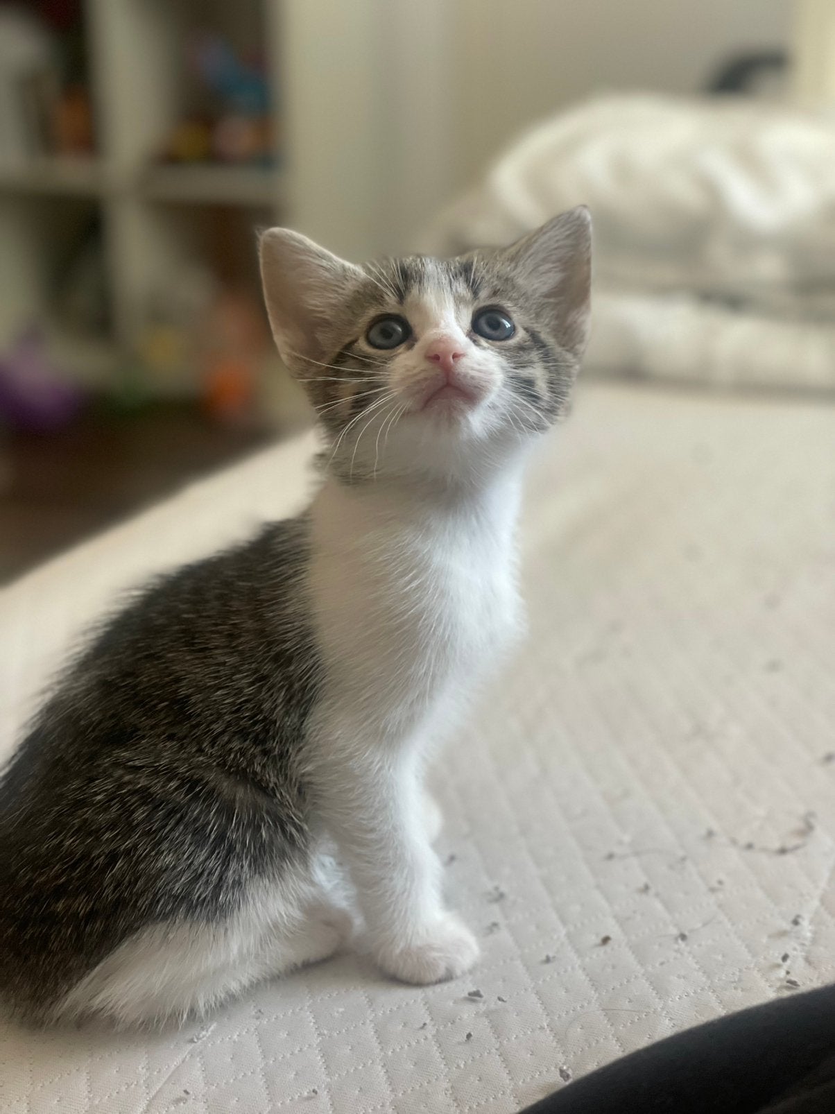 Leuke kitten meisje, Dieren en Toebehoren, Katten en Kittens | Overige Katten, Meerdere dieren