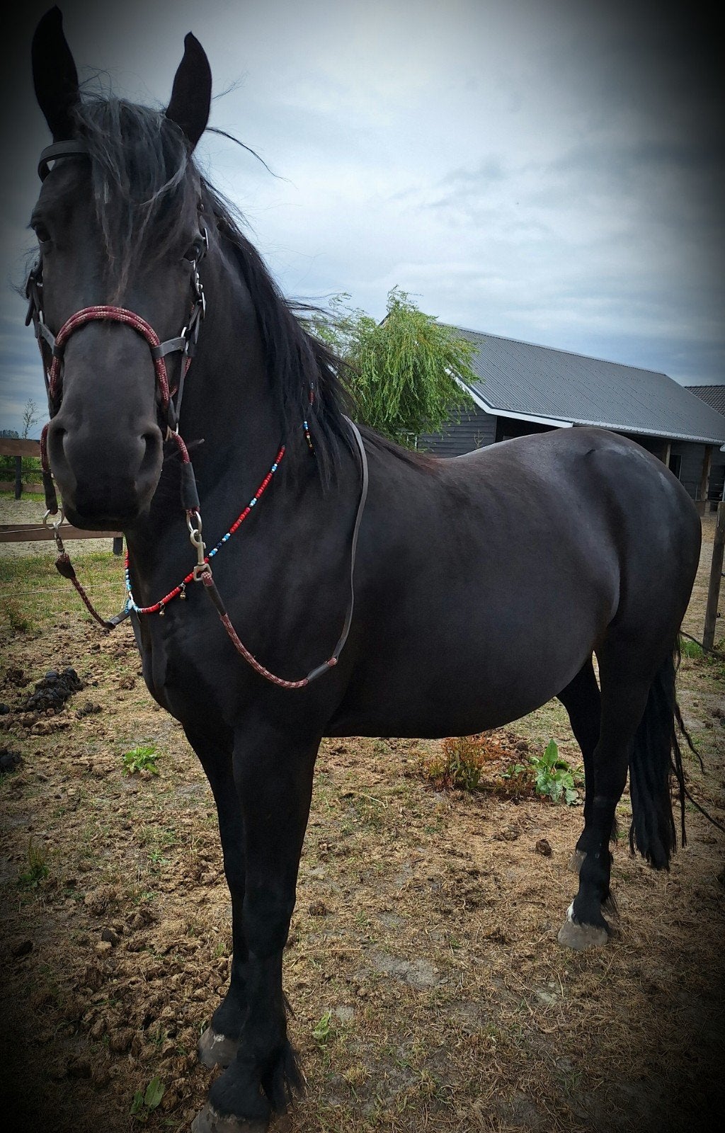 Lieve merrie met een rugzakje., Dieren en Toebehoren, Paarden, Zadelmak, 7 tot 10 jaar, 160 tot 165 cm, Recreatiepaard