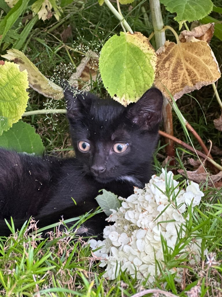 6 leuke kittens te koop!, Meerdere dieren, Ontwormd, 0 tot 2 jaar