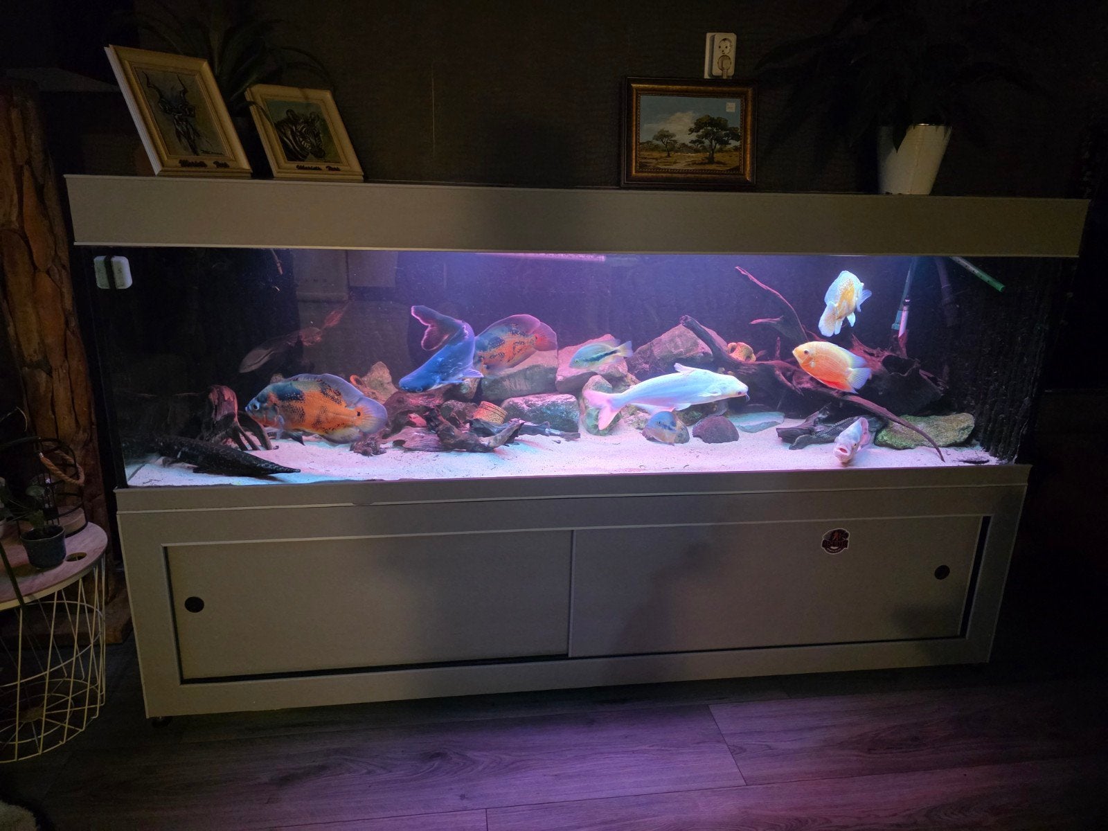 2 meter aquarium, Ophalen, Gevuld zoetwateraquarium