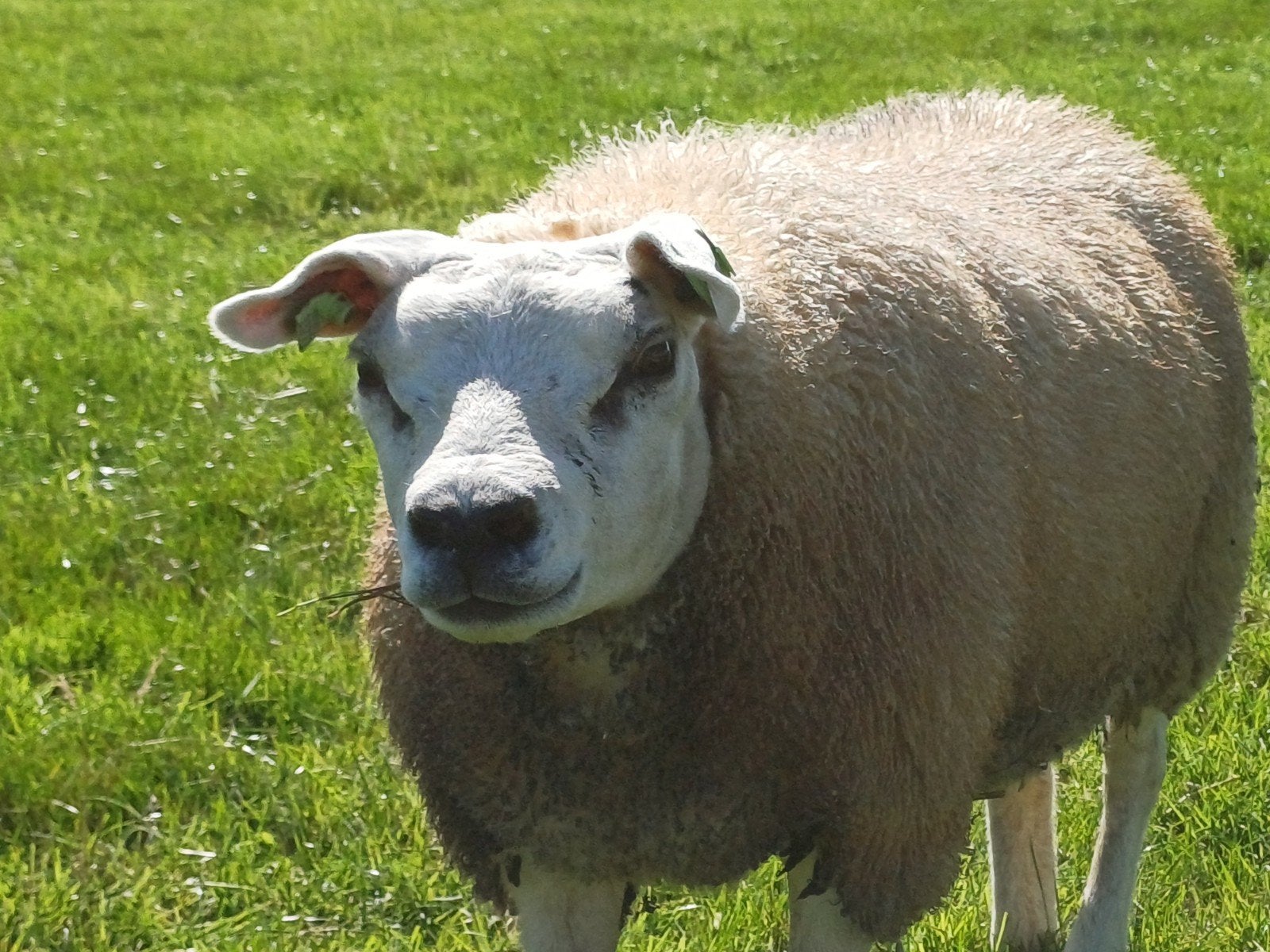 Raszuiver Texelaar stamboek ooilam, Dieren en Toebehoren, Schapen, Geiten en Varkens, Vrouwelijk, Schaap, 0 tot 2 jaar