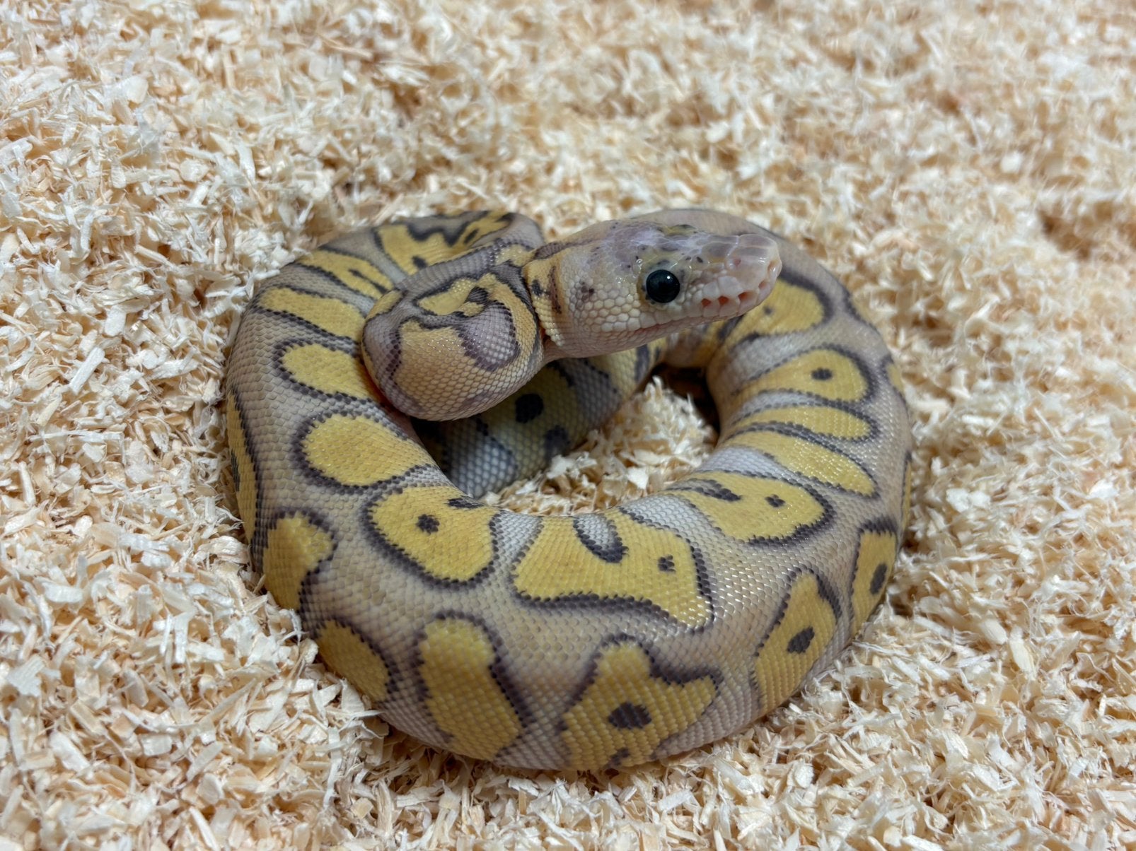 0.1 Pastel Mojave Clown ball python regius te koop, Slang, Tam, 0 tot 2 jaar