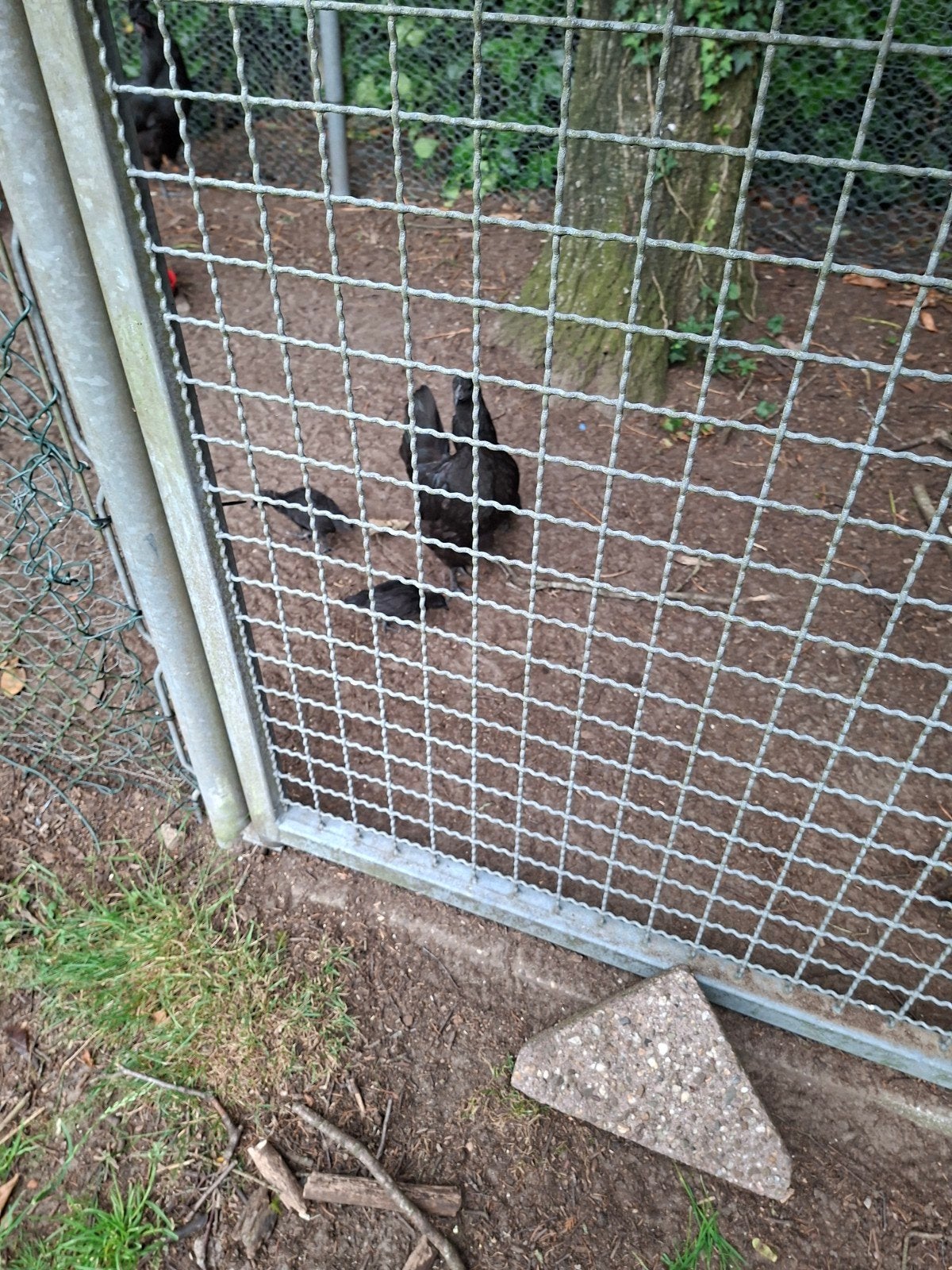 Ayam cemany, Dieren en Toebehoren, Pluimvee, Meerdere dieren, Kip